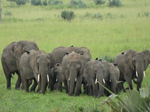 elephants in murchison falls national park uganda