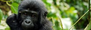 gorilla tracking in bwindi national park uganda