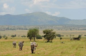 zebra in lake mburo national park mbarara uganda