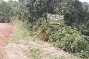 bwindi impenetrable national park