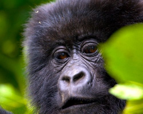 baby gorilla in Bwindi Impenetrable National Park