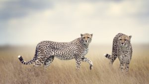 cheetah family in uganda