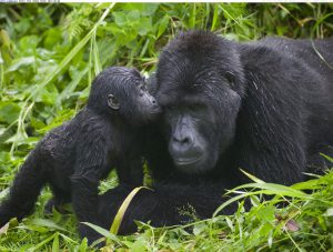 gorilla family in bwindi impenetrable park in uganda
