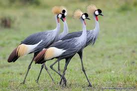 the crested crane uganda's national symbol