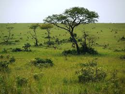 grassland game park in uganda
